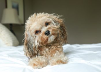 My husband is putting all the chores and taking care of the dog ALL ON ME