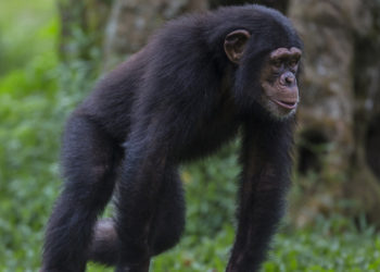 Researchers Record Wild Chimpanzee Using Man-Made Object As Sex Toy for First Time Ever