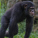 Researchers Record Wild Chimpanzee Using Man-Made Object As Sex Toy for First Time Ever