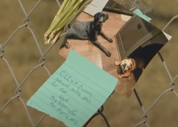 75 Dogs Die in Pet Boarding Facility Fire in Texas