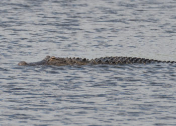 74-Year-Old Florida Woman Rescues Dog From Alligator Attack
