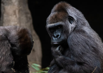 Video Shows Gorilla Going Down on Another in Front of Shocked Bronx Zoo Onlookers