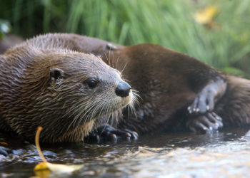 Alaska Officials Issue Warning on River Otters After Series of Attacks on People and Pets