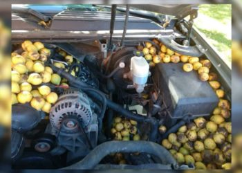 Man Discovers Squirrel Stashed 42 Gallons of Nuts in His Truck