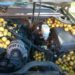 Man Discovers Squirrel Stashed 42 Gallons of Nuts in His Truck