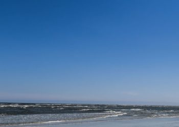 Georgia Woman Arrested and Charged After Allegedly Throwing Injured Puppy Into Ocean