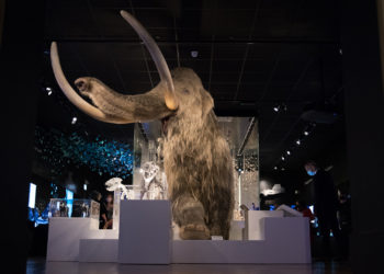 New Company With $15 Million in Funding Hopes to Bring Back the Woolly Mammoth From Extinction