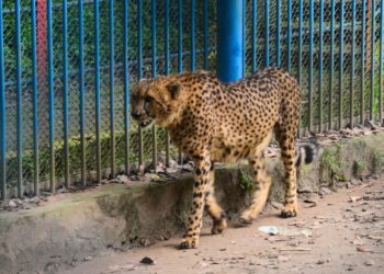 Maryland Zoo Plans to Vaccinate Several Animals Against COVID-19