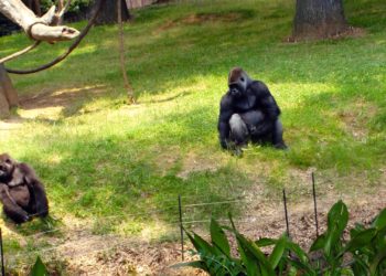 More Than a Dozen Gorillas at Zoo Atlanta Test Positive for COVID-19