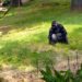 More Than a Dozen Gorillas at Zoo Atlanta Test Positive for COVID-19