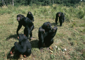 Researchers Present Findings Showing Leprosy in Wild Chimpanzees