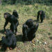 Researchers Present Findings Showing Leprosy in Wild Chimpanzees