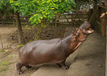 Pablo Escobar’s ‘Cocaine Hippos’ Legally Recognized as People by U.S. Court