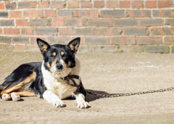 Texas Governor Signs New Law That Makes It Illegal to Chain Dogs Up Outside