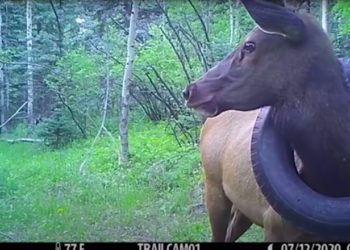 Wild Elk That Roamed Colorado for 2 Years With Tire Around Its Neck Finally Freed