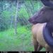 Wild Elk That Roamed Colorado for 2 Years With Tire Around Its Neck Finally Freed