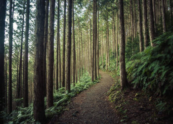 Hiker Lost for 24 Hours Didn’t Respond to Rescuers’ Calls Because It Was Unknown Number