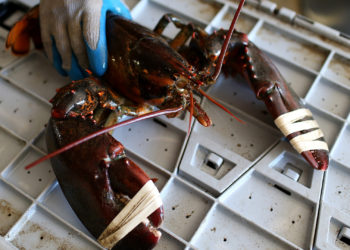 Researchers Found Chinese Twitter Accounts Lied About COVID-19 Coming From Maine Lobsters