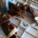 Researchers Found Chinese Twitter Accounts Lied About COVID-19 Coming From Maine Lobsters