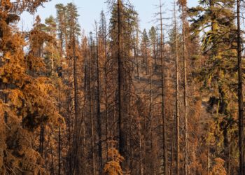 California Authorities Revealed Cause of Death of Family on Hiking Trail