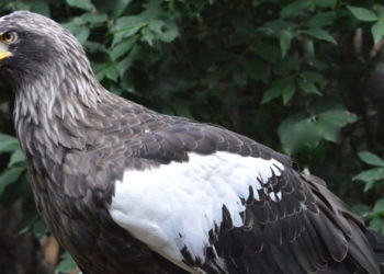 Giant Eagle Named Kodiak Remains Loose in Pittsburgh