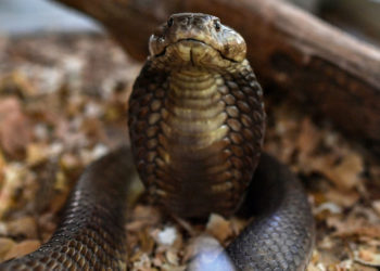 Man in India Convicted of Using Venomous Cobra to Kill Wife