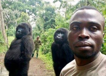 Gorilla Who Went Viral for Photobombing Park Ranger’s Selfie Has Died