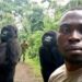 Gorilla Who Went Viral for Photobombing Park Ranger’s Selfie Has Died