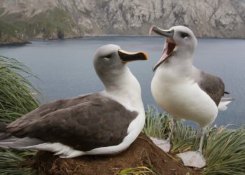 Climate Change Could Be Driving Albatrosses to Divorce, Study Suggests