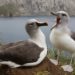 Climate Change Could Be Driving Albatrosses to Divorce, Study Suggests