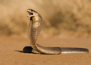 Penis Rots After Cobra Bit Man While on the Toilet in South Africa