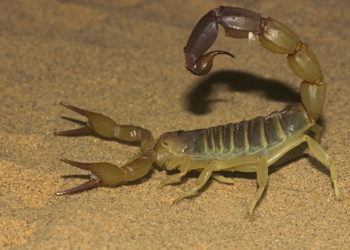 3 Dead, 500 Hospitalized After Floods Caused by Storm in Egypt Carried Scorpions Into People’s Homes