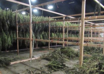 Oregon State Troopers Seize $500 Million Worth of Marijuana in Single Drug Bust