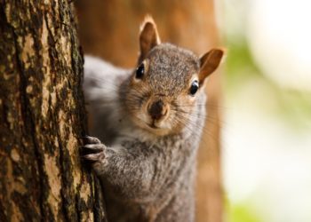 ‘Vicious’ Squirrel Euthanized After Terrorizing Welsh Village During the Holidays by Injuring 18 People