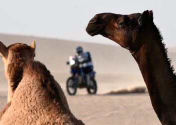 Over 40 Camels Banned From Annual Beauty Pageant Over Botox Use