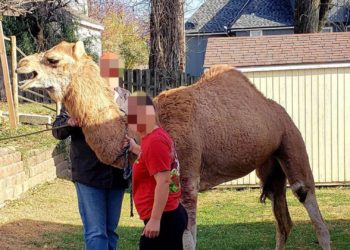 Kansas Police Capture ‘Forrest Hump’ Camel That Broke Free From Nativity Scene