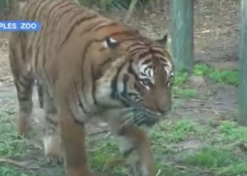 Tiger Fatally Shot by Deputy at Florida Zoo After Attacking Cleaning Worker Who Was in Unauthorized Area