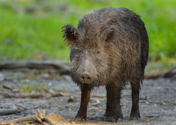 Canada Is Being Invaded by Wild Pigs Causing a ‘Wave of Destruction’