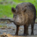 Canada Is Being Invaded by Wild Pigs Causing a ‘Wave of Destruction’