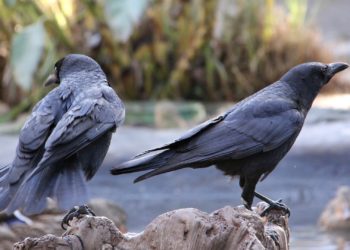 California City Says It Will Use Lasers to Solve Its Crow Problem