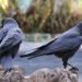 California City Says It Will Use Lasers to Solve Its Crow Problem