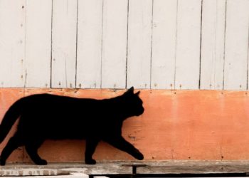 Cat Who Was Missing for 8 Months Reunited After Owner Recognized Pet’s Meow on Phone Call