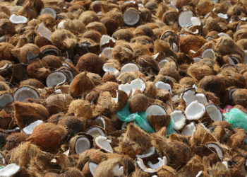 Colombian Authorities Discover 20,000 Coconuts Injected With Liquid Cocaine