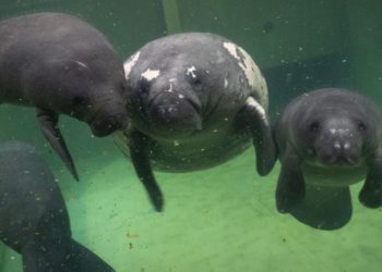 Columbus Zoo Welcomes Rescued Baby Manatees Named Lizzo and Cardi-Tee