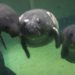 Columbus Zoo Welcomes Rescued Baby Manatees Named Lizzo and Cardi-Tee
