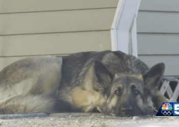 Dog Called ‘Real-Life Lassie’ After Leading Police to Scene of Crash Where Owner Was Injured