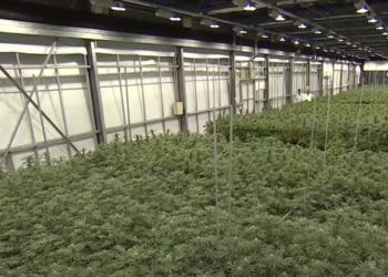 People Have Thoughts on Research About Hemp Compounds’ Potential Impact on COVID-19 Infection