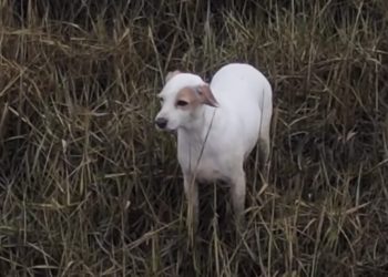 Rescuers Save Dog From Rising Tide After Attaching Sausage to Drone
