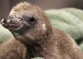 New York Zoo Announces First Chick to Be Fostered by Pair of Male Penguins