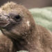 New York Zoo Announces First Chick to Be Fostered by Pair of Male Penguins